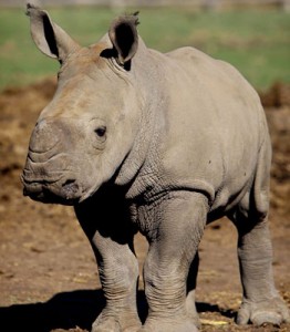 This baby rhino was also curious about MBRs.